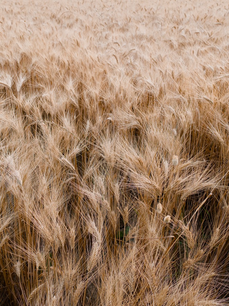 Wheat field