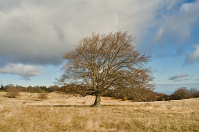 Lonely beech