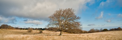 Lonely beech