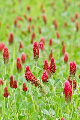 Crimson clover