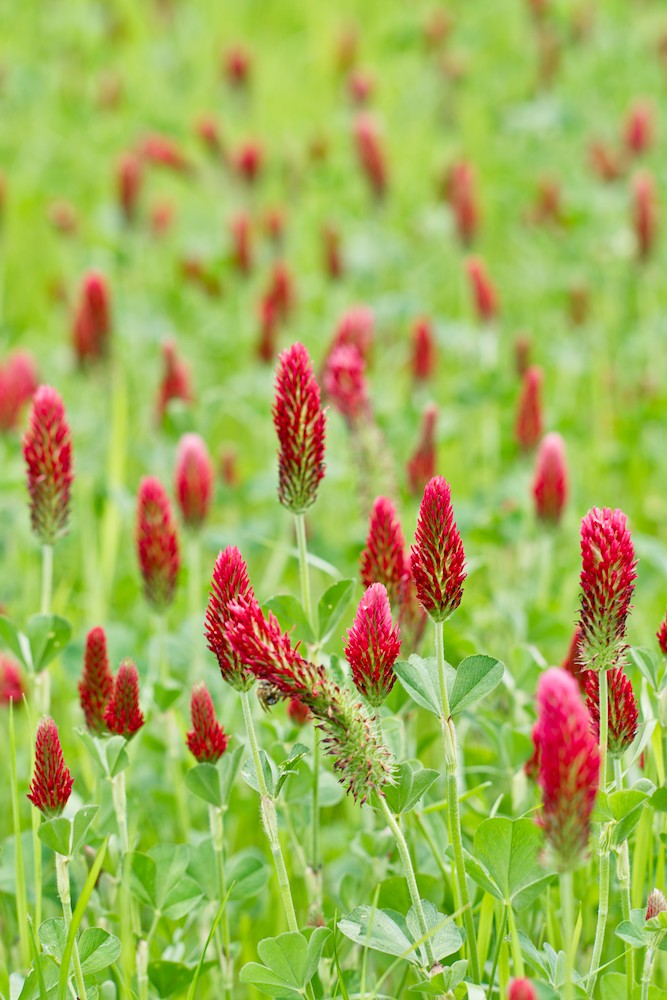Crimson clover
