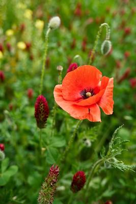 Poppies and Crimson clover