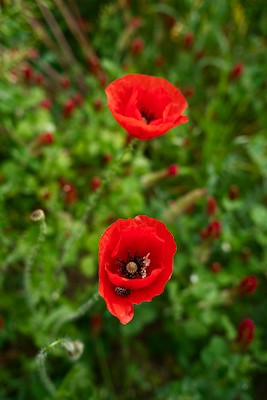 Crimson Clover