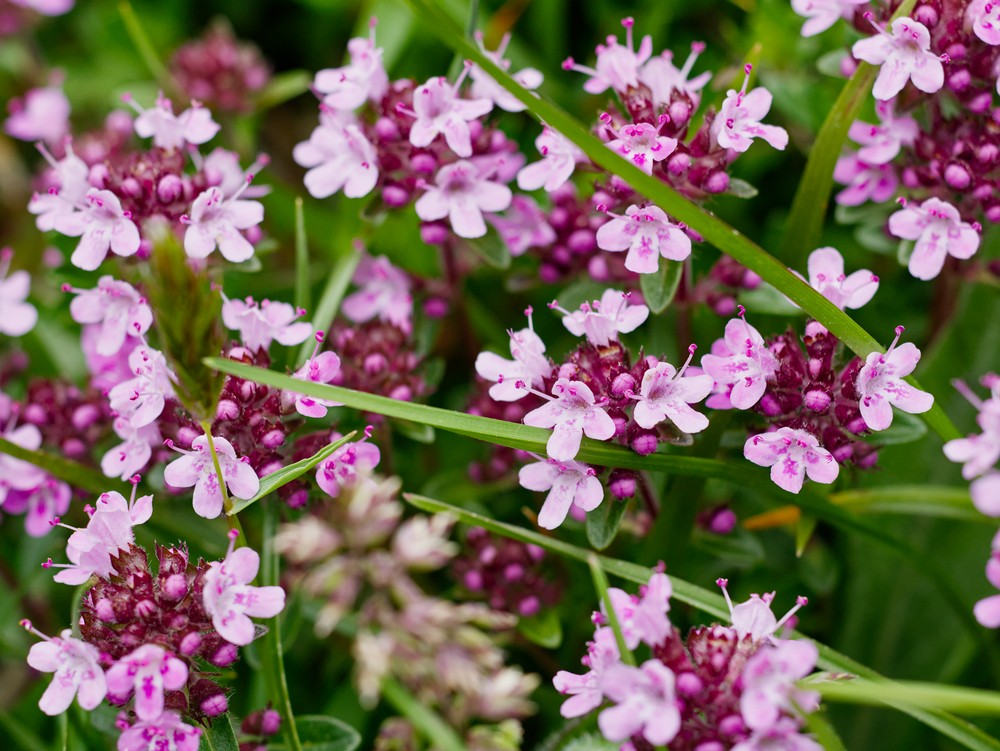 Mountain flowers
