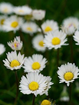 Daisy