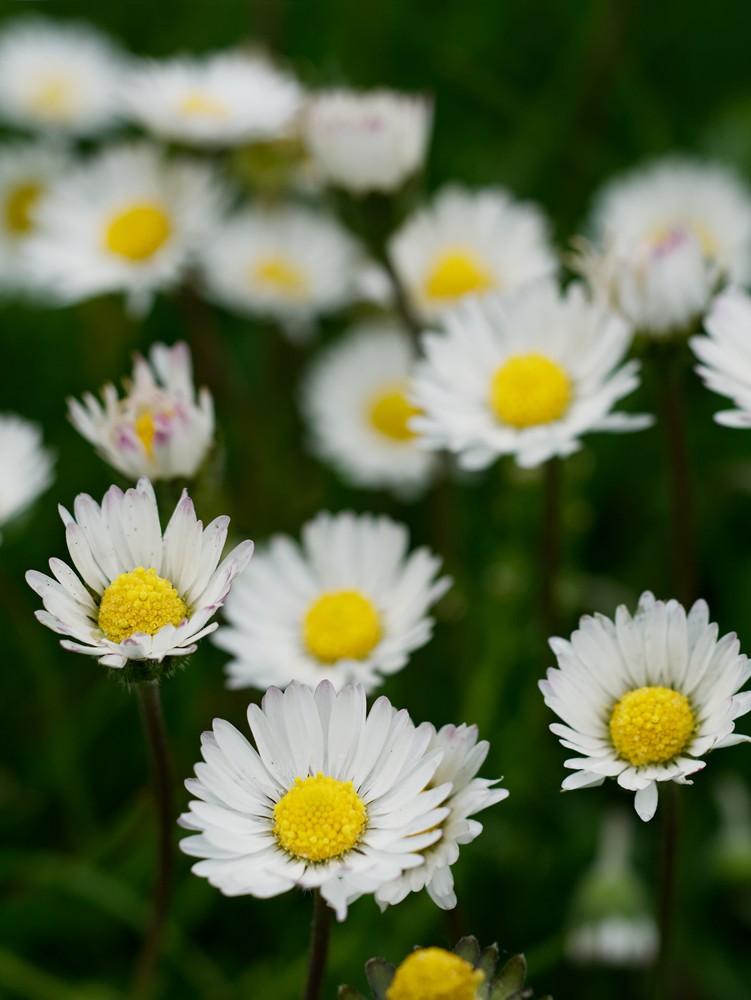 Daisies