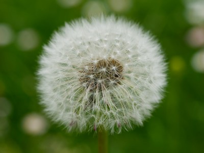 Dandelion