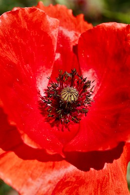 Poppy, details