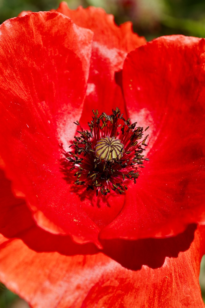 Poppy, details