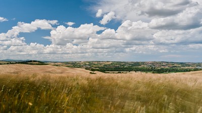 Wheat field in the wind