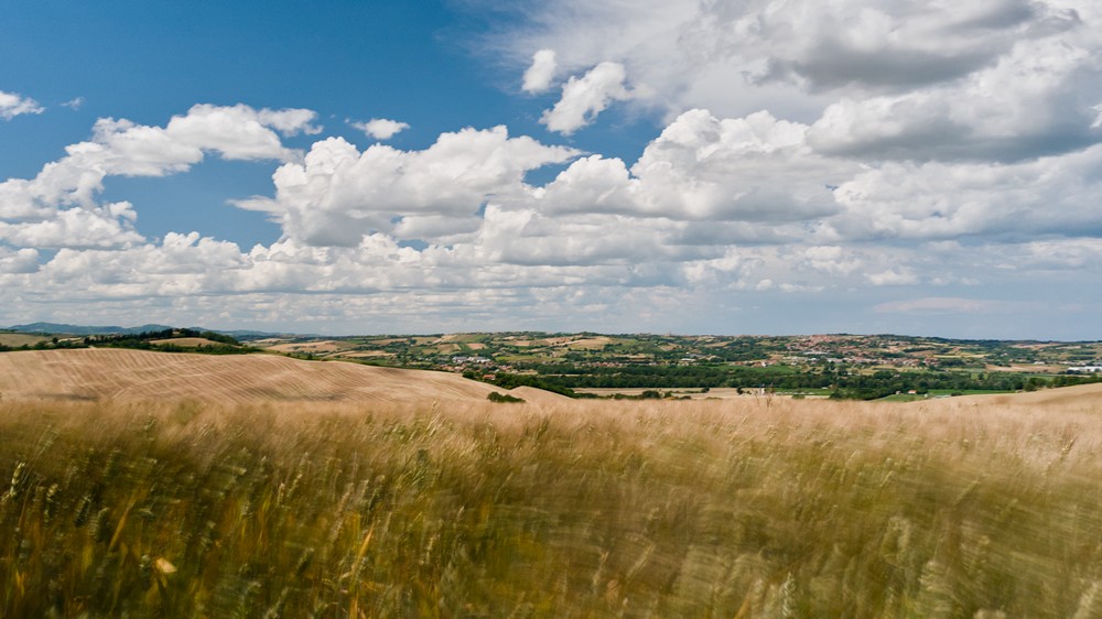 Wheat field in the wind