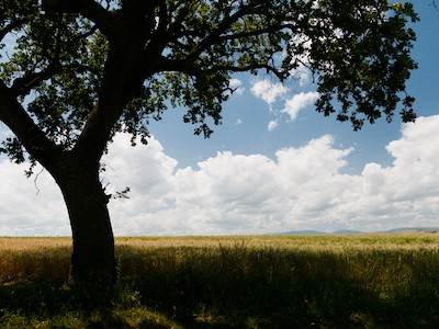 Wheat field and an oak tree