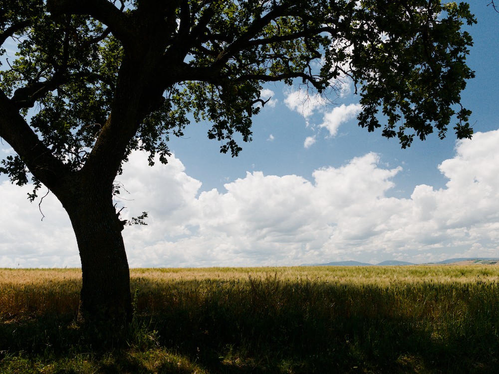 Wheat field and an oak tree