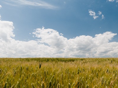 Wheat field and clouds