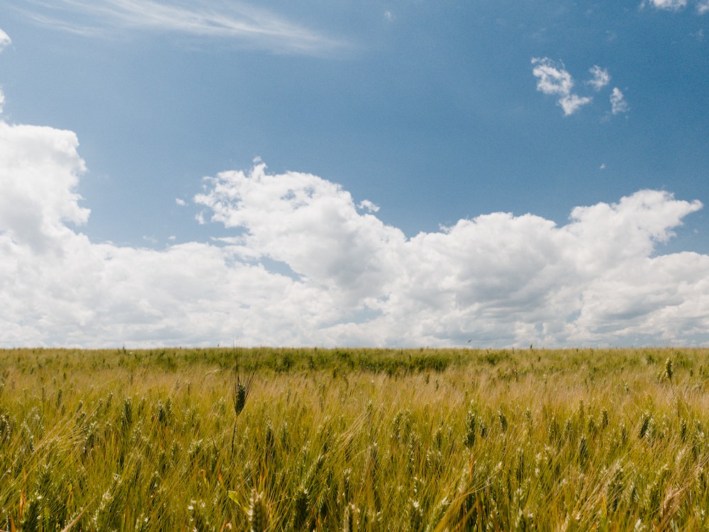 Wheat field and clouds