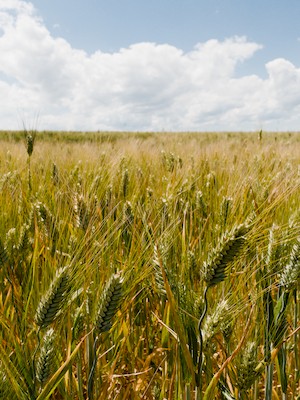 Wheat field and clouds
