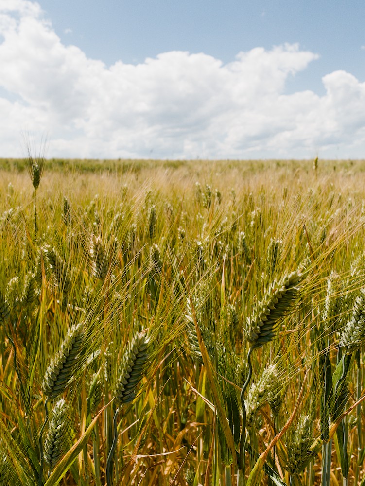 Wheat field and clouds