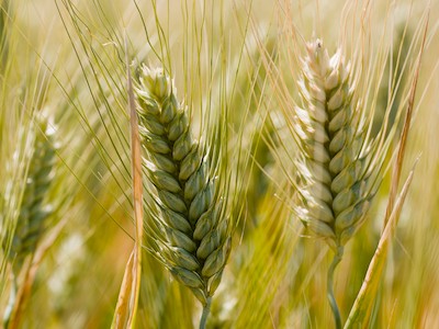 Green wheat spikelet, detail