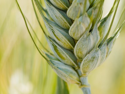 Green wheat spikelet, detail