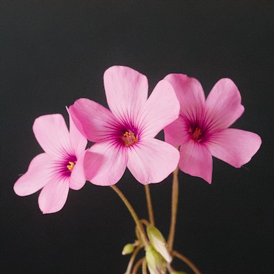 Oxalis Articulata