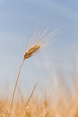 Ripe wheat spikelet