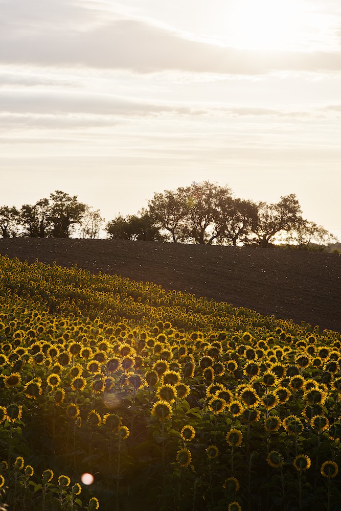 Sunflower at sunrise