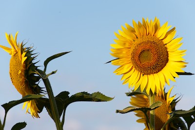 Sunflower at sunrise