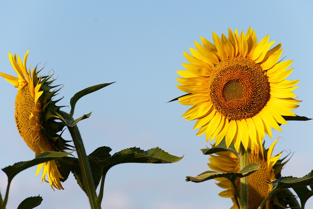Sunflower at sunrise