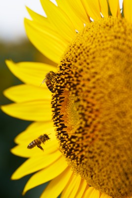 Sunflowers and bee