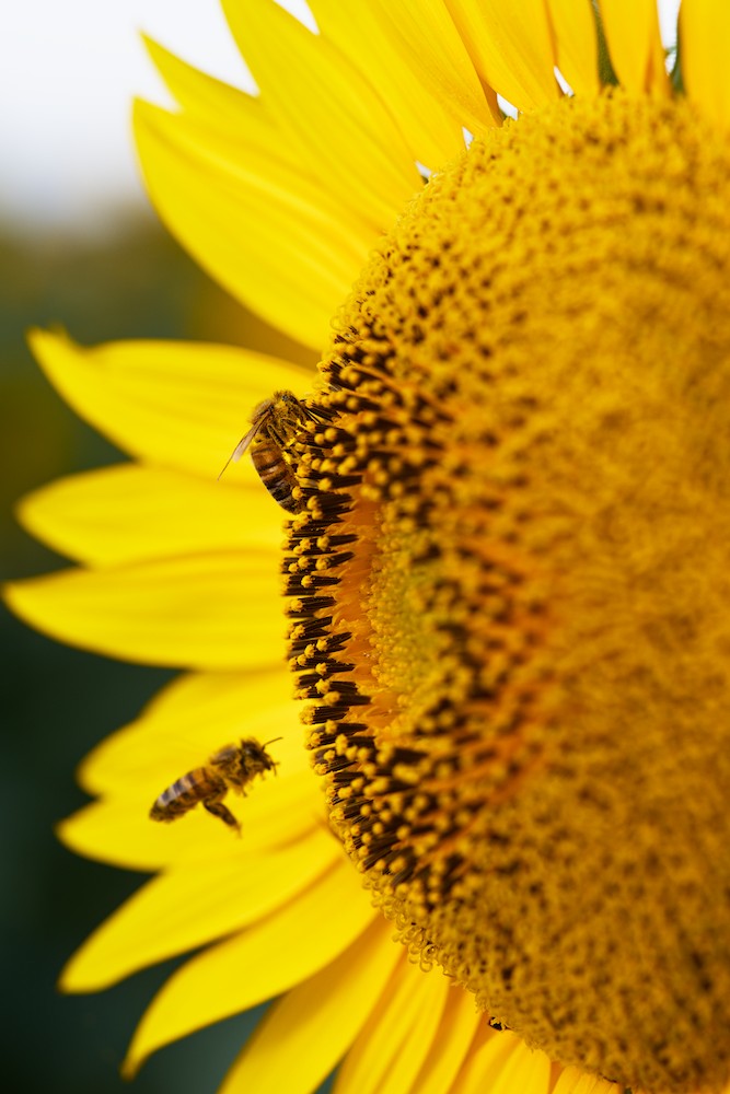 Sunflowers and bee