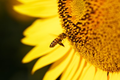Insect