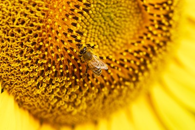 Sunflowers and bee