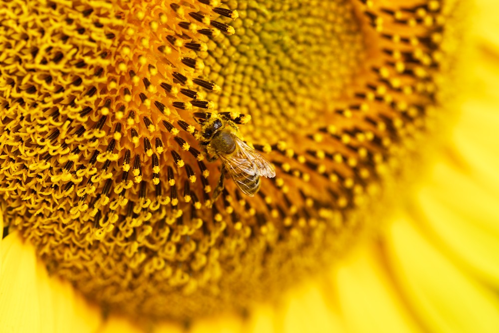 Sunflowers and bee