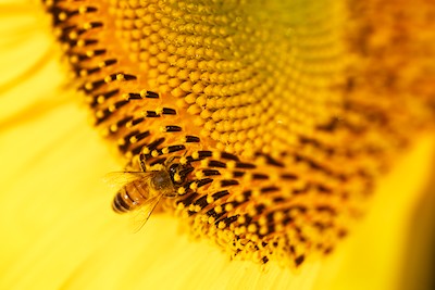 Sunflowers and bee