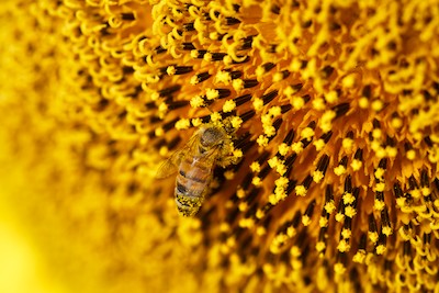 Sunflowers and bee