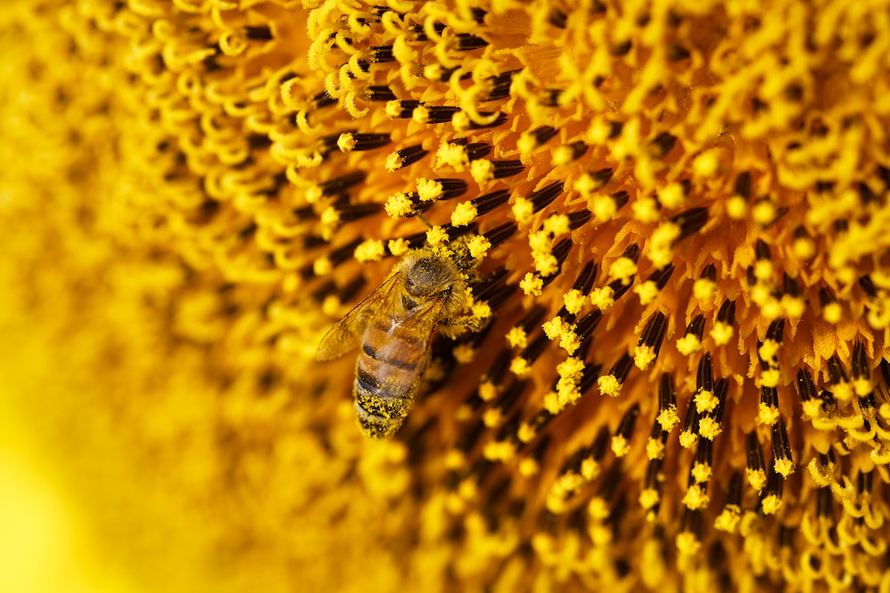 Sunflowers and bee