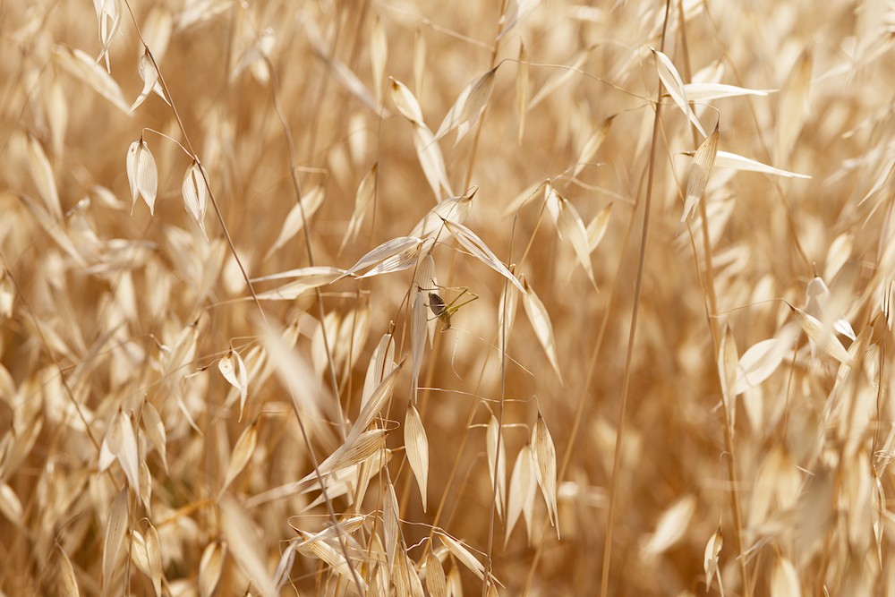 Little cricket in the wild oat
