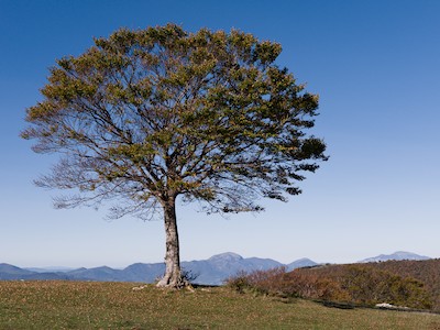 Lonely beech tree at Canfaito