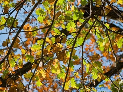 Leaf