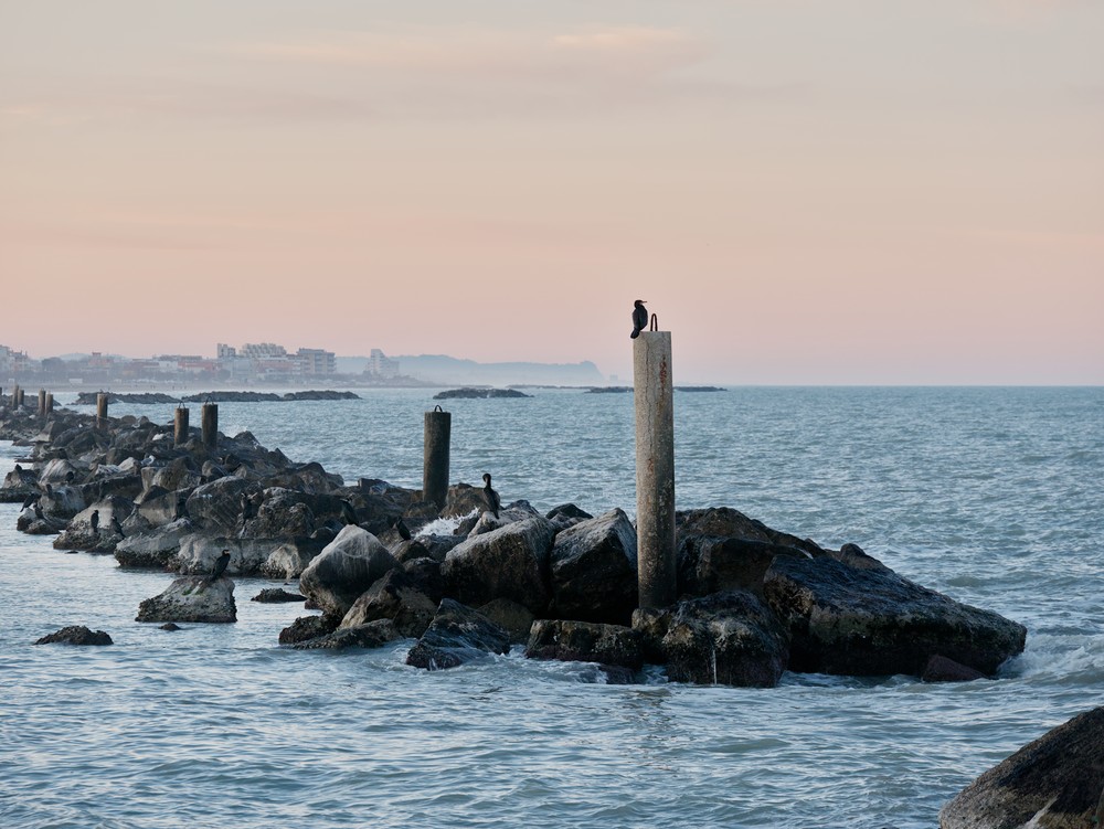 Cormorant and sea rocks at dusk