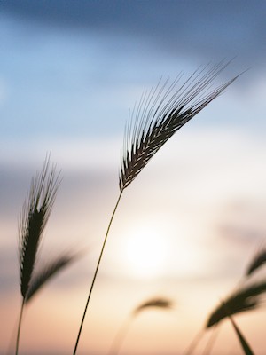 Sunset on the hills with wheat ears