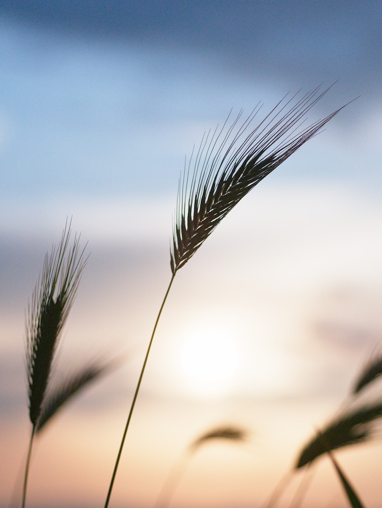 Sunset on the hills with wheat ears
