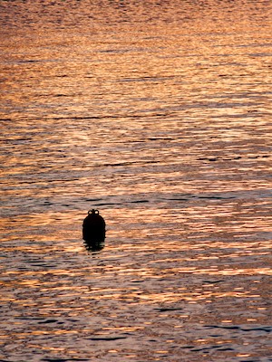 Red buoy at dusk