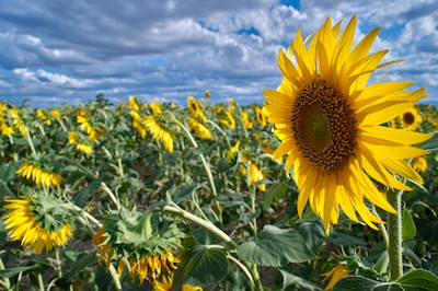 Windy sunflowers