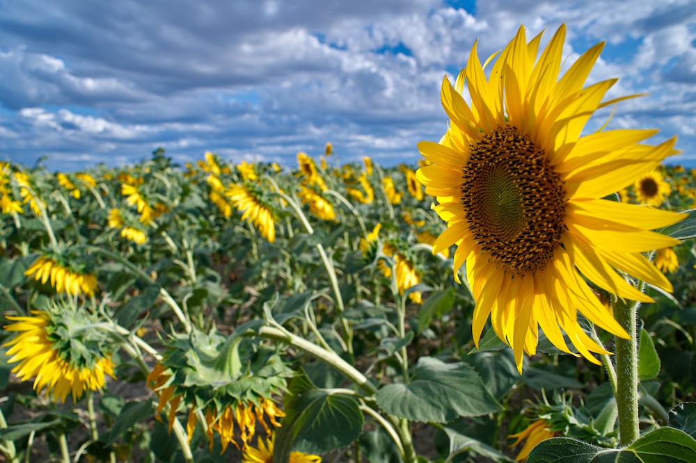 Windy sunflowers