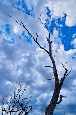 Leafless tree against the clouds