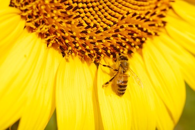 Bees and sunflowers