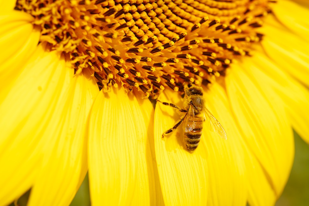 Bees and sunflowers