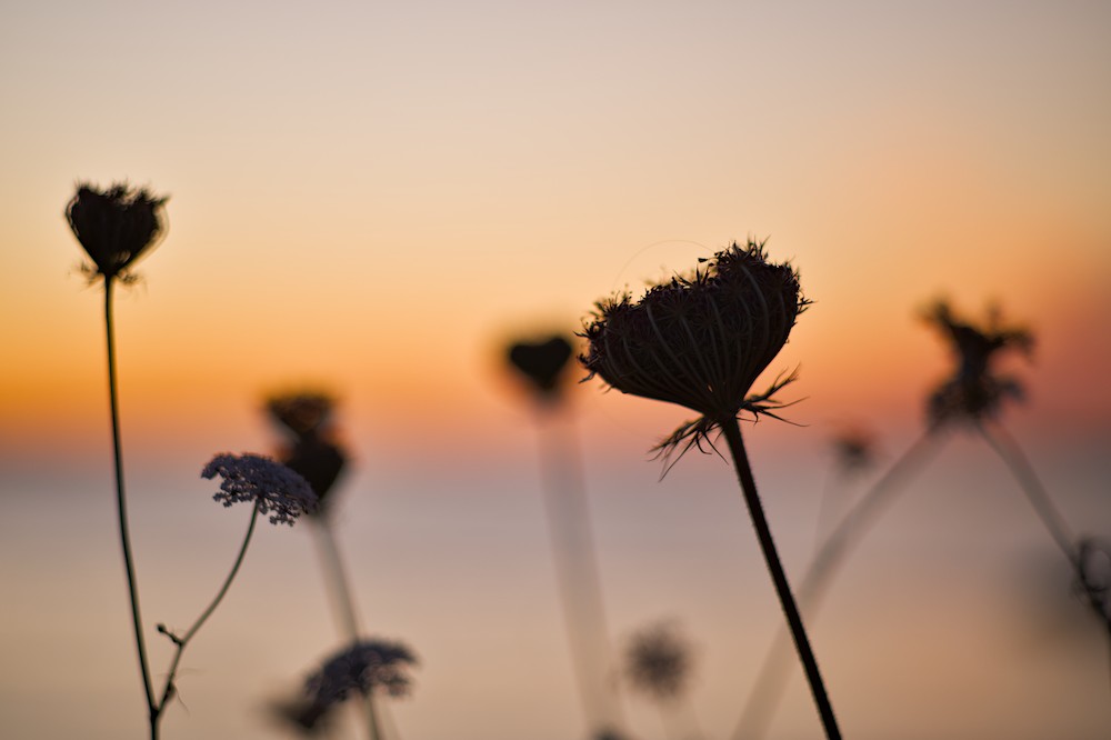 Seaside wild grass at dusk