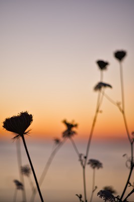 Seaside wild grass at dusk